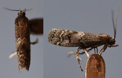 Sciota subcaesiella