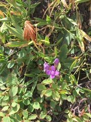 Gentianella campestris