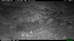 Dasypus novemcinctus