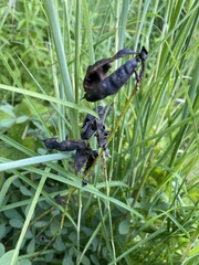 Baptisia australis aberrans