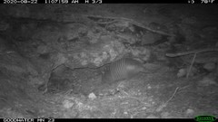 Dasypus novemcinctus