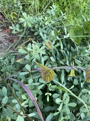 Baptisia australis aberrans
