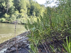 Conradina verticillata