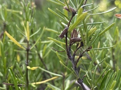 Conradina verticillata