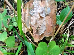 Mitopus morio