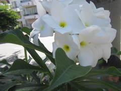 Plumeria pudica