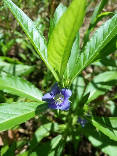 Image of Hydrolea uniflora by (c) Will McFarland, some rights reserved (CC BY)