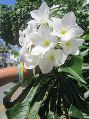 Plumeria pudica