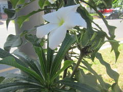 Plumeria pudica