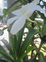 Plumeria pudica