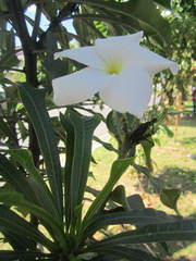 Plumeria pudica