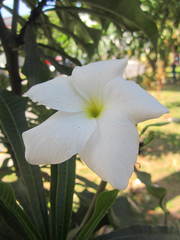 Plumeria pudica