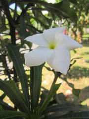 Plumeria pudica