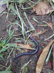 Dermophis mexicanus