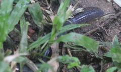 Dermophis mexicanus