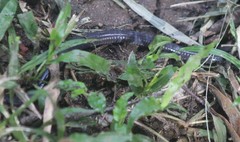 Dermophis mexicanus