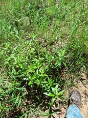 Hydrolea uniflora