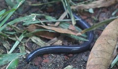 Dermophis mexicanus