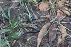 Dermophis mexicanus