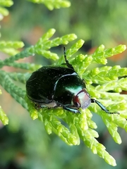 Paranomala cincta
