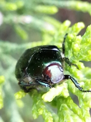Paranomala cincta