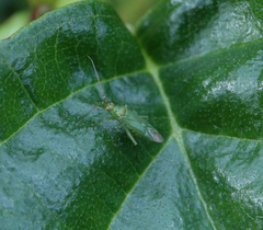 Blepharidopterus angulatus