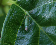 Blepharidopterus angulatus