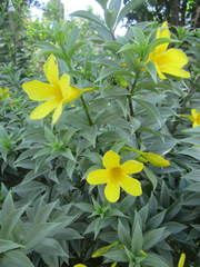 Allamanda cathartica
