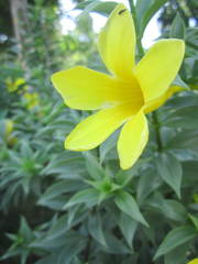 Allamanda cathartica