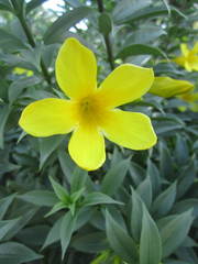 Allamanda cathartica