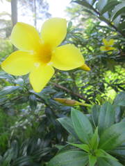 Allamanda cathartica