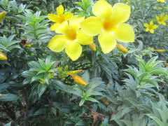 Allamanda cathartica