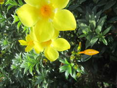 Allamanda cathartica