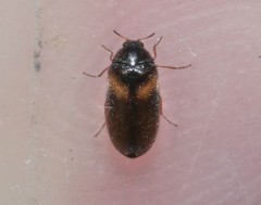 Reesa vespulae