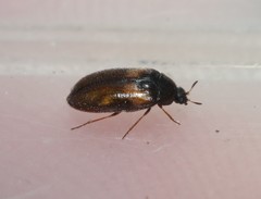 Reesa vespulae
