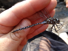 Aeshna interrupta interrupta