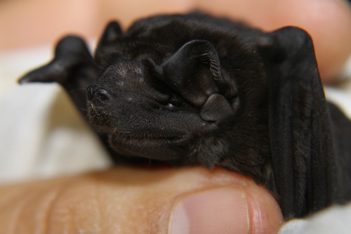 Black Mastiff Bat
