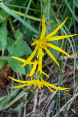 Senecio amplectens