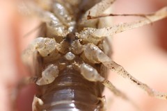 Procambarus simulans