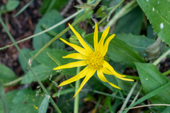 Senecio amplectens