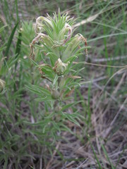 Castilleja sessiliflora