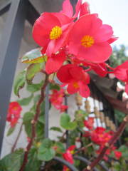 Begonia