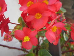 Begonia
