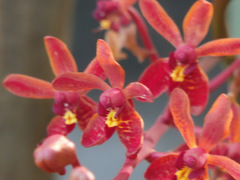 Renanthera