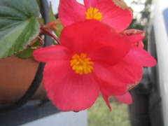 Begonia