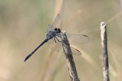 Erythrodiplax berenice