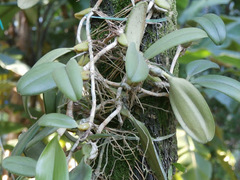 Bulbophyllum vaginatum