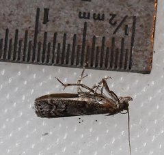 Sciota subcaesiella