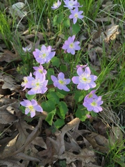Thalictrum thalictroides