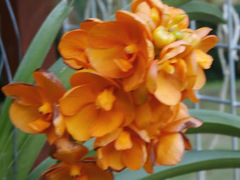 Vanda